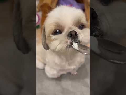 Yogurt is best food for dogs in summer 🌞🏖️ shihtzu dog #shihtzu #dog