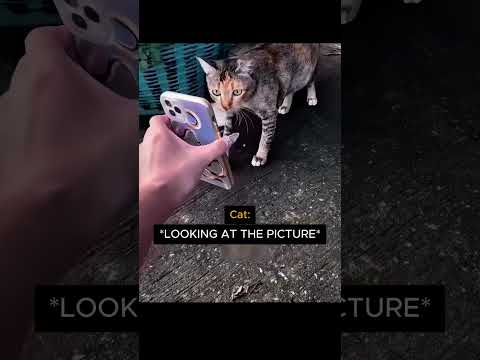 The neighborhood cat mafia understood the assignment 🤫❤️