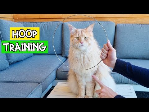 How to Teach Your Cat to Jump Through a Hoop!