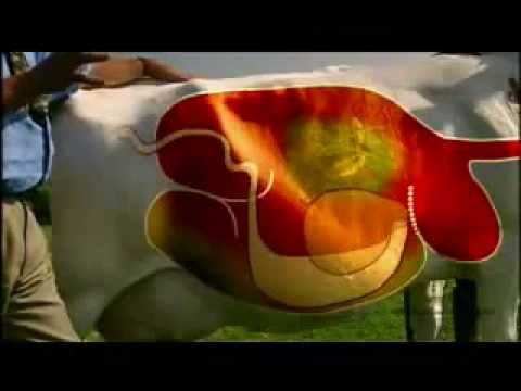 Chewing The Cud - A brief explanation