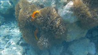 Snorkeling at Embudu Village in South Male Atoll(エンブドゥビレッジ)