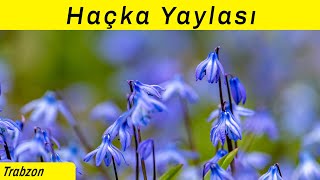 Haçkalı baba Yaylası | Haçka Yaylası | Trabzon Düzköy