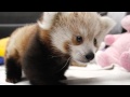 Twin Red Panda Cubs at Lincoln Children's Zoo ...