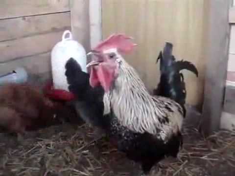 Funny animal videos - The Super Roosters Breath