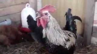 The Super Rooster&#39;s Breath
