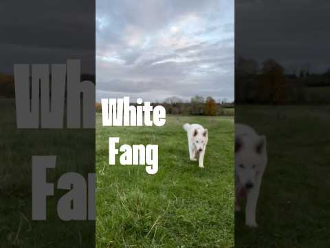 Best Van Security Tips Keep Your Tools and Vehicle Safe