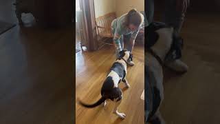 Video preview image #1 Great Dane-Unknown Mix Puppy For Sale in Hinton, WV, USA