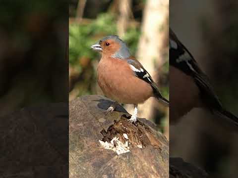 birds #shorts #animals #video #viral #animallover #arifa'wildlife