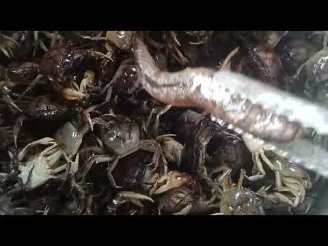 Best Amazing Technology Crab Catching Unique Crabs & Tortoise Catching System🦀🦀#crab 