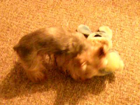 Denny a králíček Azurit.AVI