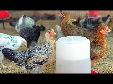 Desi poultry farming a business plan| dr. mahesh ganapure