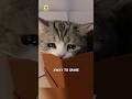 Signs Before Cats Death Cat Catfacts Catlover Death
