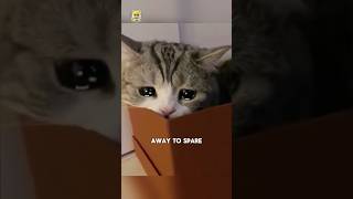 Download lagu Signs before cats death😭💔 #cat #catfacts #catlover #death mp3