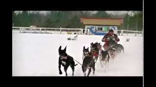 preview picture of video '2015 Kalkaska Mi. 10 Dog speed sled dog race'