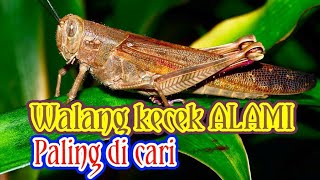 Download lagu Masteran walang kecek REKAMAN asli yg paling di cari. untuk lovebird suara minor,ngerol,ngekek. mp3