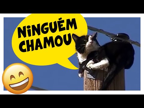 KITTEN MAKES FUN OF RESCUE GUY (GutoTV Dubbing)