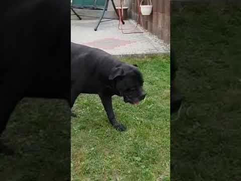 Cane corso Caino 90 kg