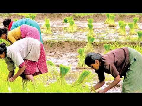 Ranwan Ketha Nelana Liye / Amaradeva , Dalton Alwis (1970s) රන්වන් කෙත නෙළන ළියේ