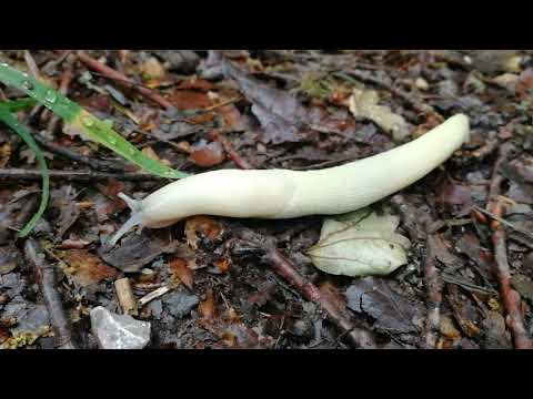 Tigerschnegel weiß- Leopard Slug white (Limax maximus var. candida)