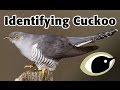 BTO Bird ID - Cuckoo