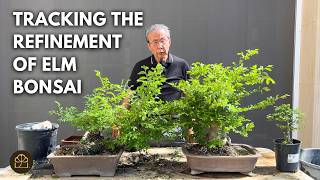 Bonsai Basics: Updating Two Chinese Elm Trees to Track Development into Fine Bonsai