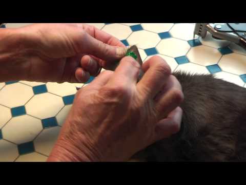 Gabriele Surgery: After Spaying: Giving a Tattoo for Identification