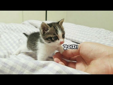 I thought I adopted a cat, but I got a puppy instead