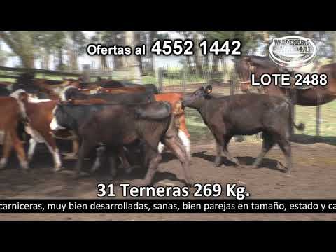 Lote 31 Terneras 8 AA,  7 HE c/  AA,  8 HE c/  RA,  4 AA c/  NO,  2 HE,  1 HE c/  NO y 1 Braford 269kg -  en Pantanoso, a 20 Km de Nueva Helvecia