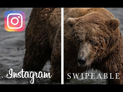 The Best Way to Display Your Wildlife Photography on Instagram | WILDLIFE PHOTOGRAPHY