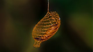 Nature's 3D Printer: MIND BLOWING Cocoon in Rainforest - Smarter Every Day 94