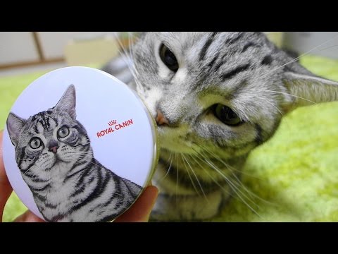 ロイヤルカナン アメリカンショートヘアー（キャットフード）