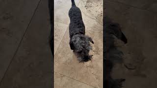 Video preview image #1 - Mix Puppy For Sale in Boca Raton, FL, USA