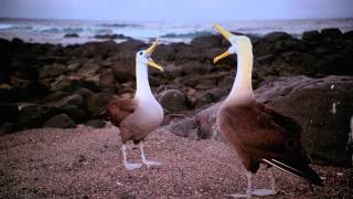 Galapagos 3D: Nature's Wonderland - Official | TV Spot (Short Version)
