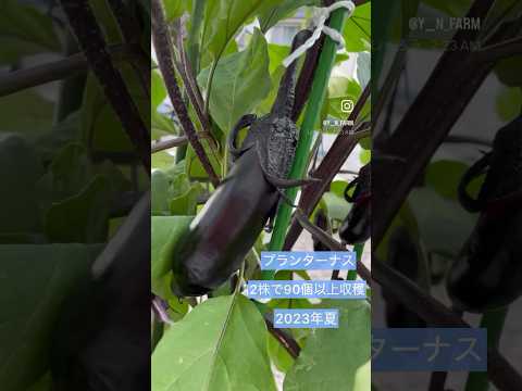 すぐに食べたり、ジャムにしたりできる美しいアプリコットの収穫
