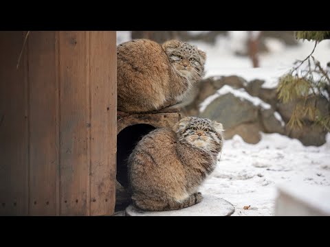 Manul kittens are playing snowballs @manulization