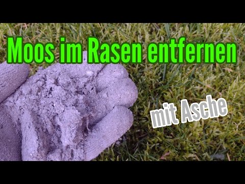 Moos im Rasen entfernen statt Rasen kalken diese Alternative verwenden