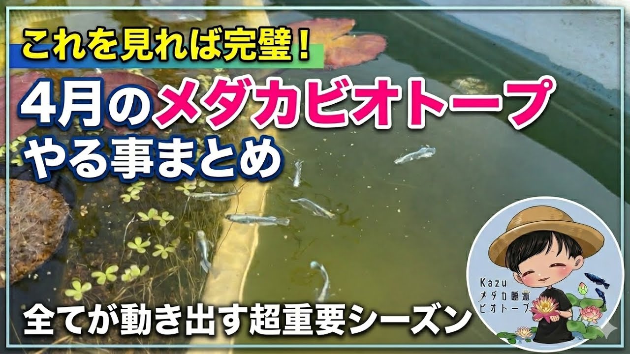 超重要な４月のメダカビオトープやる事まとめ！全てが動き出す超重要シーズン！メダカ睡蓮ビオトープ