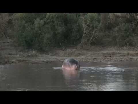 Djuma: Hippo getting active and then leaves the dam - 17:37 - 07/04/2023