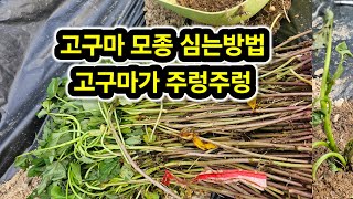 고구마 모종 심는 방법 #고구마 모종 심는 방법에 따라서 고구마 수확이 달라집니다.