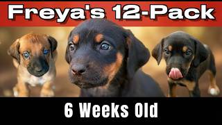 Video preview image #9  Breeder Profile in FRESNO, CA, USA