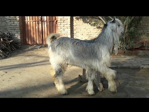 , title : 'Dera Din Panah Goat Path | Beautiful Color In this Breed | Grey | Blue Reflection | Dera Din Panah'