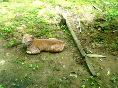 like cat cat balqis puteri