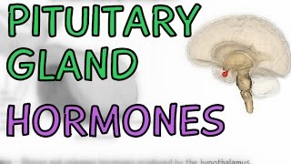 Pituitary Gland - Anterior and Posterior - Hormones
