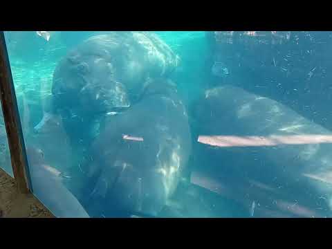 Celebrity Hippo bloat at Cincinnati Zoo: Fiona, Bibi, Tucker & Fritz.