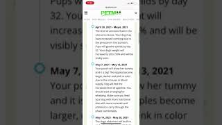 Dog Pregnancy Calculator | #petmoo | #shorts