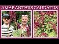 Plant profile: Amaranthus caudatus, or Love Lies Bleeding. A fabulous flowering edible annual.
