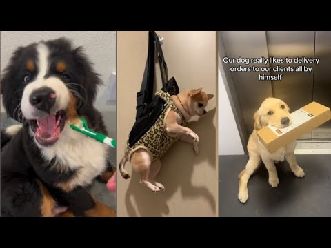 Les chiens les plus drôles de tous les temps | vidéos drôles de chiens