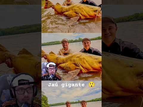Rio Ivaí na cidade de Floresta PR, esse Jaú pode ser um Record de maior peixe capturado em água doce