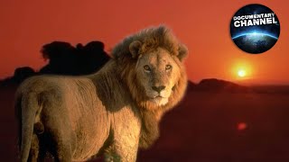 AFRYKA SERENGETI - seria Imax, cały film