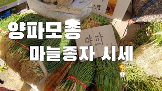양파모종, 마늘종자 시세 얼마나 할까? 종자용 마늘 쪼개기